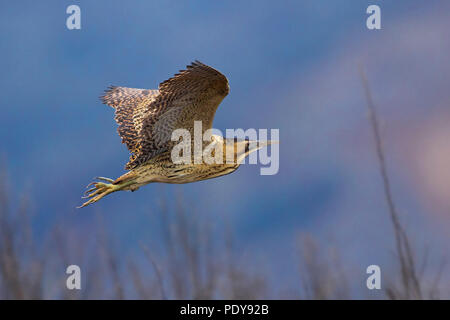 Fliegen Große Rohrdommel (Botaurus stellaris) Stockfoto