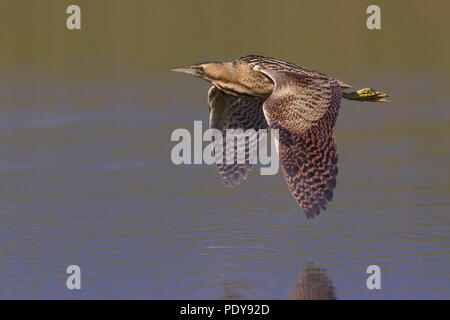 Fliegen Große Rohrdommel (Botaurus stellaris) Stockfoto