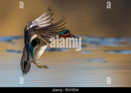 Eurasische blaugrün; Krickente; Anas Vogelarten Stockfoto