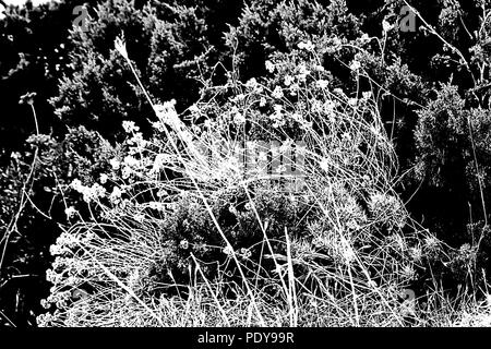 Blumen - in Schwarz und Weiß - in der Nähe vom Strand auf der Düne von Rio Martino, National Park von San Felice Circeo, das Land der Maga Circe. Latina, Italien. Stockfoto