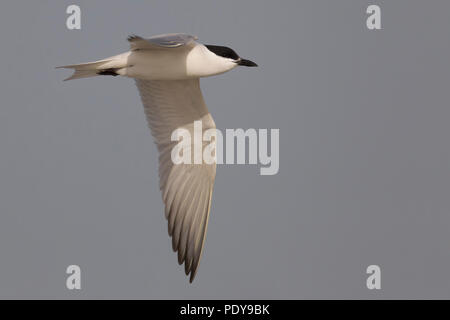 Fliegen nach Gull-billed Tern; Gelochelidon nilotica Stockfoto