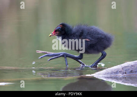 Jugendliche gemeinsame Gallinula chloropus Sumpfhuhn; Stockfoto