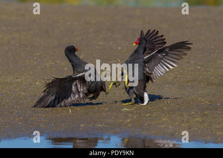 Gemeinsame Teichhuhn (Gallinula chloropus) kämpfen Stockfoto