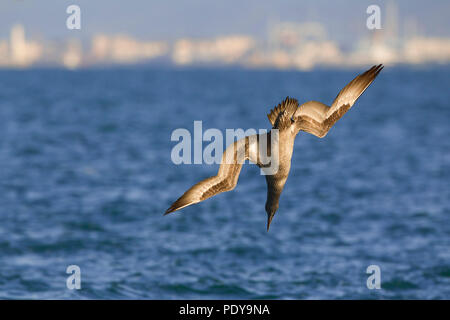 Northern Gannet (Morus bassanus) Kinder tauchen Stockfoto