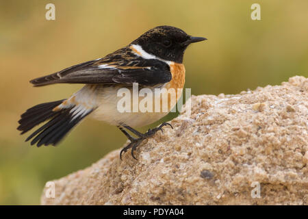 Sibirische Schwarzkehlchen (Saxicola Maurus) Stockfoto