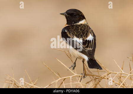 Sibirische Schwarzkehlchen (Saxicola Maurus) Stockfoto