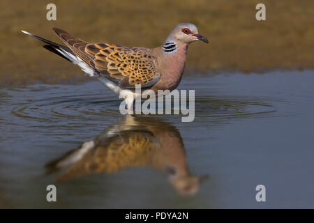 Turteltaube (Streptopelia turtur) stehen im flachen Wasser Stockfoto