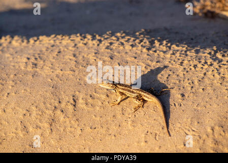 Südwesten Zaun Eidechse, Verkleidungen (Sceloporus), Ojito Wüste, New Mexico, USA. Stockfoto