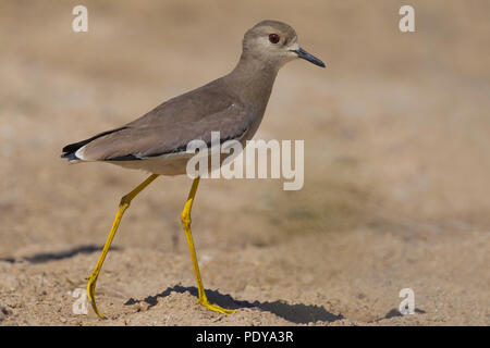 White-tailed Kiebitz (Vanellus leucurus) Stockfoto