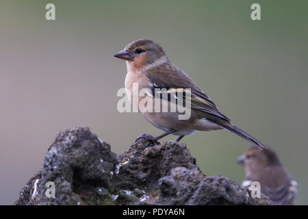 Buchfink; Azoren Buchfink (Fringilla coelebs moreletti) Stockfoto