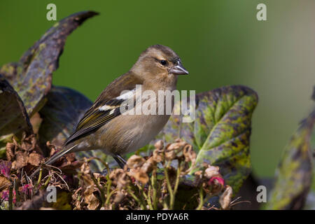 Buchfink; Azoren Buchfink (Fringilla coelebs moreletti) Stockfoto