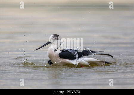 Baden Black-winged Stelzenläufer (Himantopus himantopus) Stockfoto