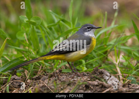 Gebirgsstelze, Motacilla cinerea patriciae Stockfoto