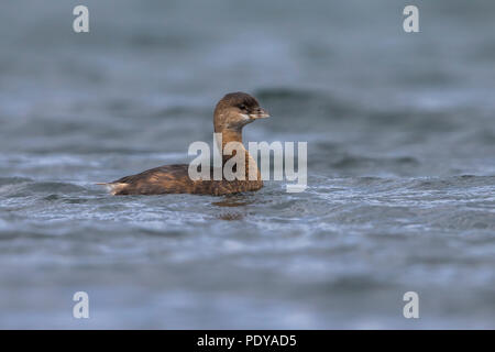 Pied-billed Grebe; Podilymbus podiceps Stockfoto