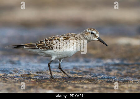 White-rumped Sandpiper, Calidris fuscicollis Stockfoto