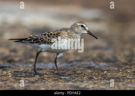 White-rumped Sandpiper, Calidris fuscicollis Stockfoto