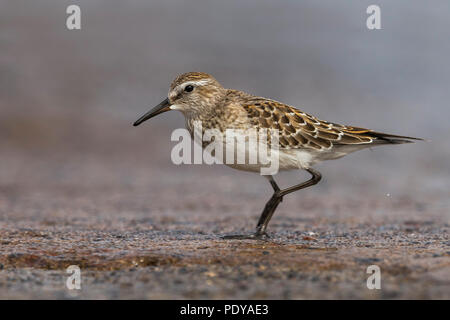 White-rumped Sandpiper, Calidris fuscicollis Stockfoto