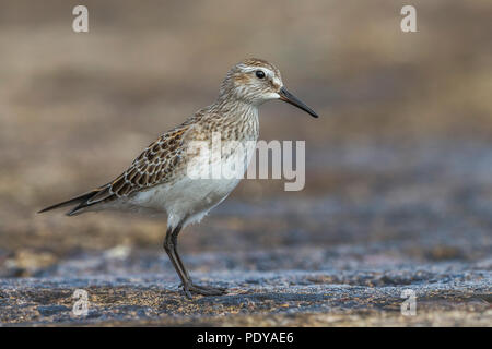 White-rumped Sandpiper, Calidris fuscicollis Stockfoto
