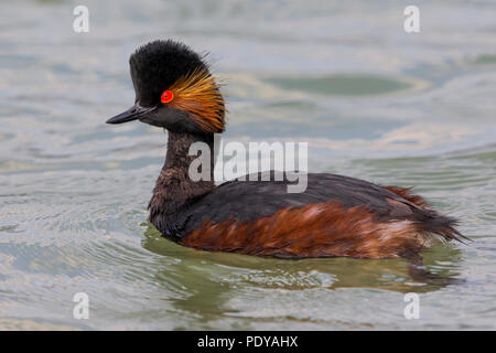Schwarzhalstaucher; Podiceps nigricollis Stockfoto
