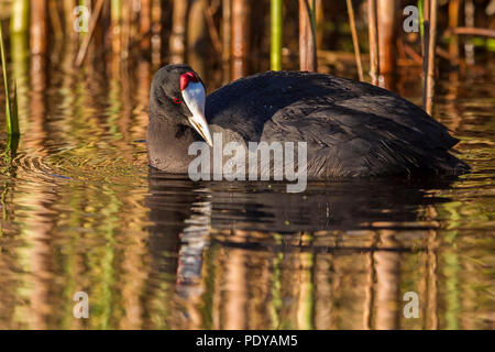 Crested Coot; Fulica cristata Stockfoto