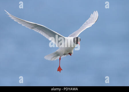 Nach Mittelmeer Möwe in Zucht Gefieder fliegen. Stockfoto