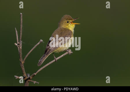 Melodiöse Warbler; Hippolais polyglotta Stockfoto