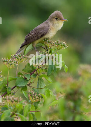 Melodiöse Warbler; Hippolais polyglotta Stockfoto