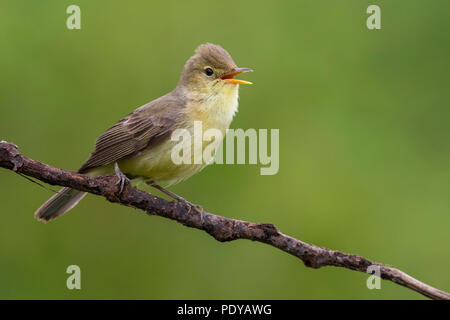 Melodiöse Warbler; Hippolais polyglotta Stockfoto