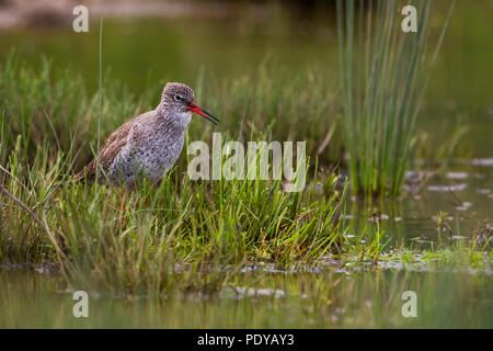 Gemeinsame Rotschenkel (Tringa totanus) an den Rand des Wassers zwischen hellen grünen Gräser Stockfoto