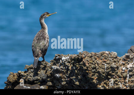 Europäische Shag; Phalacrocorax aristotelis Desmarestii Stockfoto