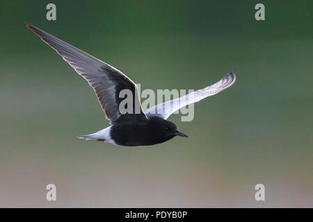 Flying White-winged Tern; Chlydonia leucopterus Stockfoto