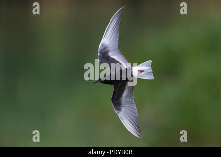 Flying White-winged Tern; Chlydonia leucopterus Stockfoto