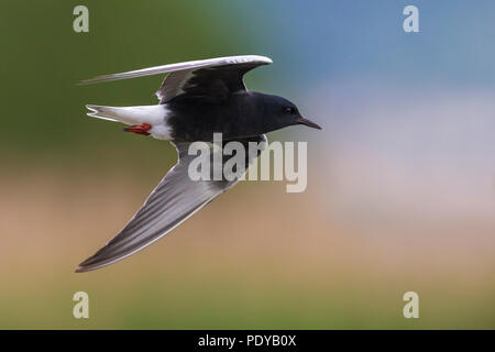 Flying White-winged Tern; Chlydonia leucopterus Stockfoto