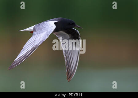 Flying White-winged Tern; Chlydonia leucopterus Stockfoto