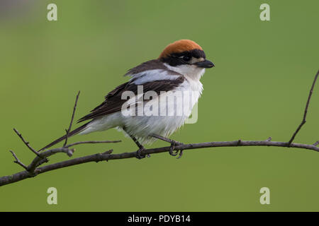 Rotkopfwürger (Lanius Senator) Stockfoto