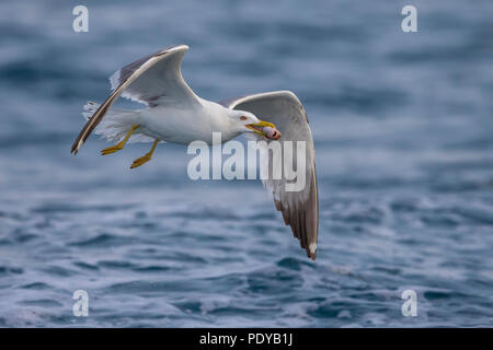 Nach flying Yellow-legged Gull (Larus michahellis) mit Beute in seiner Rechnung Stockfoto
