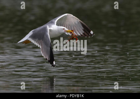 Nach Gelb-legged Gull (Larus michahellis) fliegen mit Beute in ihre Rechnung Stockfoto