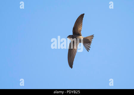 Kap Verde Swift; Apus alexandri Stockfoto