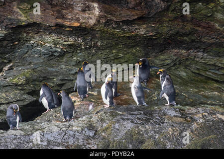 Makkaroni Pinguin Kolonie in der South Shetland Inseln Stockfoto