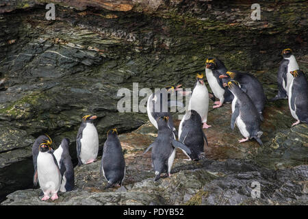 Makkaroni Pinguin Kolonie in der South Shetland Inseln Stockfoto