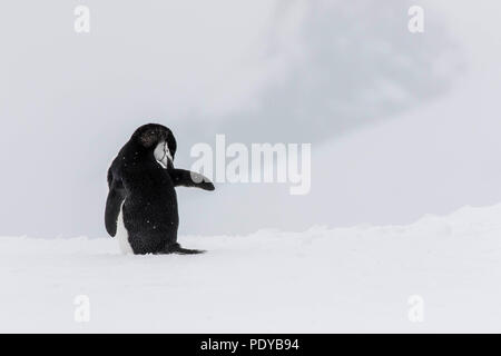 Einsame zügelpinguin Wandern im Schnee Stockfoto