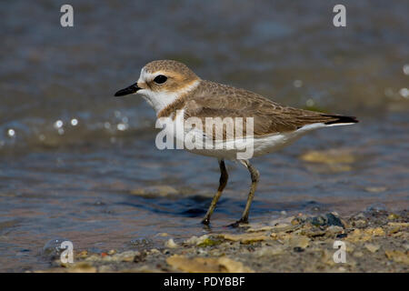 Strandplevier pootjebadend. Seeregenpfeifer paddeln. Stockfoto