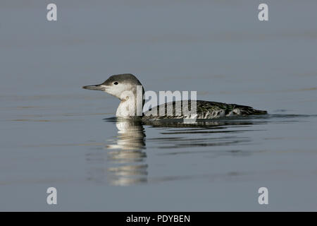 Een rustig Roodkeelduiker peddelend in het water. Red-throated Diver leise Planschen im Wasser. Stockfoto