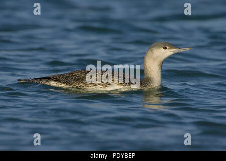 Een rustig Roodkeelduiker peddelend in het water. Red-throated Diver leise Planschen im Wasser. Stockfoto