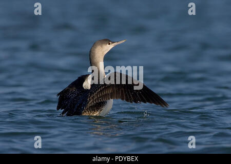 Een Roodkeelduiker met afwerende uitslaande vleugels. Red-throated Diver mit aufgeklappten Flügeln gapers entfernt halten. Stockfoto