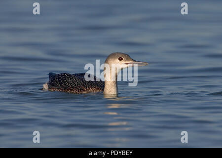 Een rustig Roodkeelduiker peddelend in het water. Red-throated Diver leise Planschen im Wasser. Stockfoto