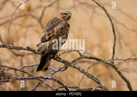 Een gecamoufleerd Steppebuizerd op de Uitkijk op een Tak. Eine Steppe Buzzerd, die auf der Uhr auf einem Zweig getarnt. Stockfoto