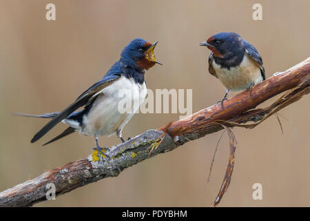 Zwei Rauchschwalben Hirundo rustica; Stockfoto