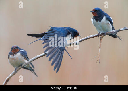 Drei Rauchschwalben Hirundo rustica; Stockfoto