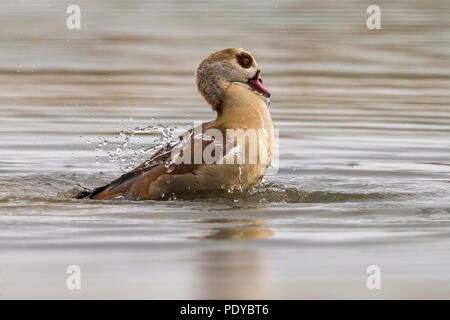 Nilgans Alopochen Aegyptiaca; Stockfoto